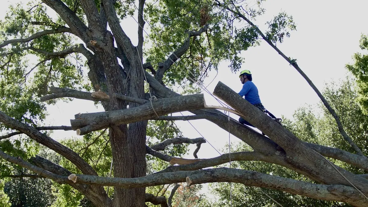 Professional Crown Thinning performed by certified arborists in Somers