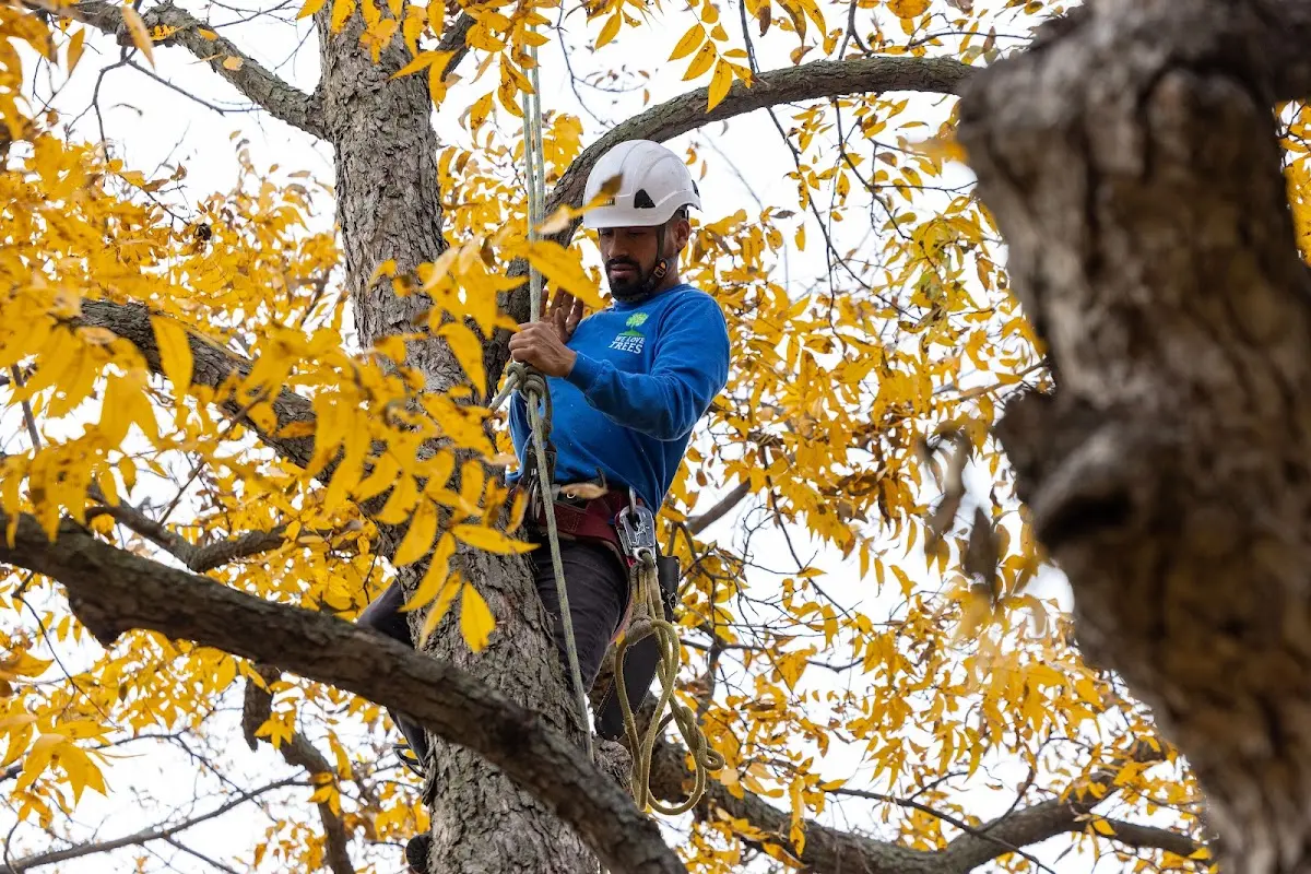 Skilled Tree Transplanting crew working in Somers